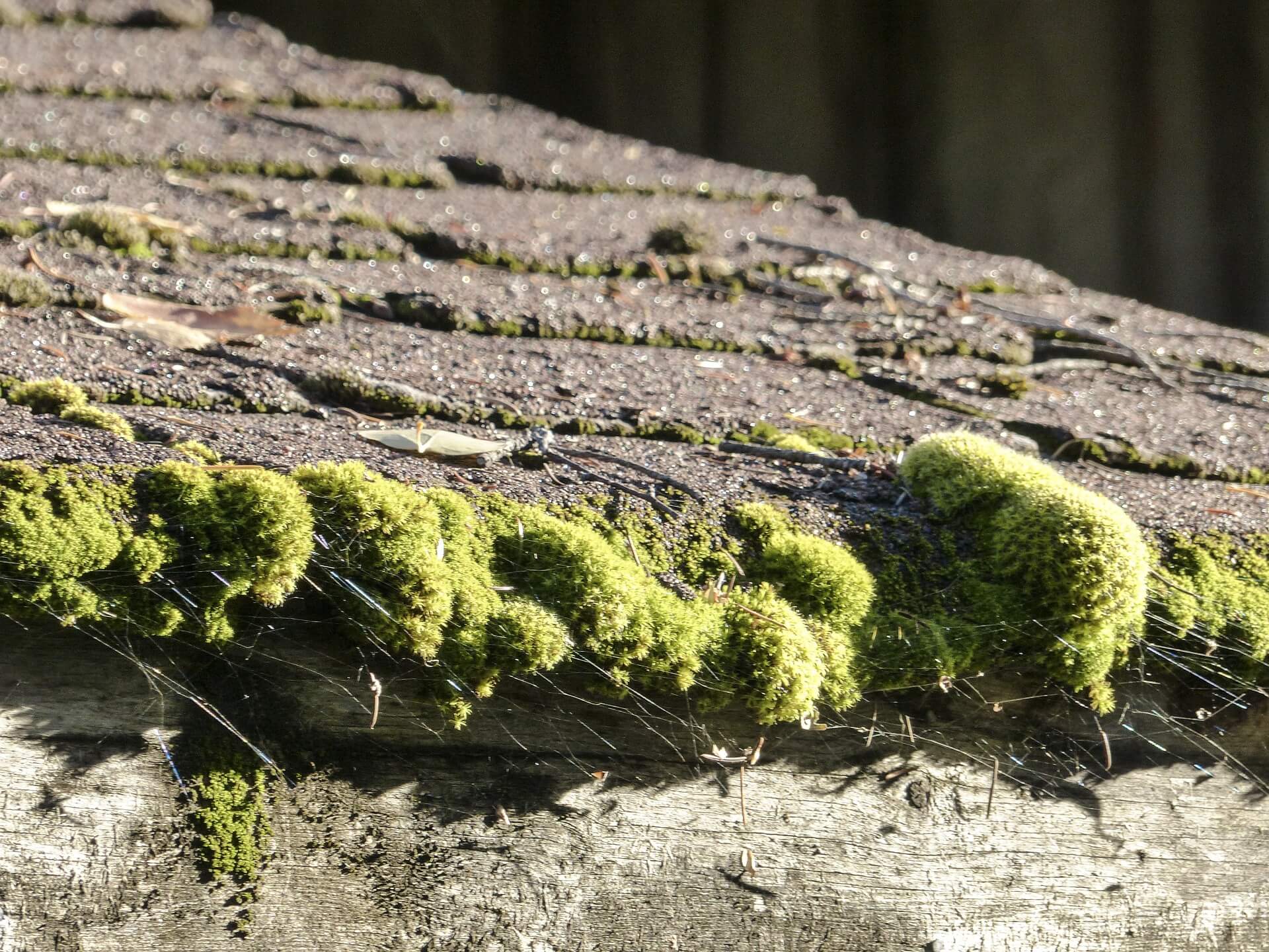 moss growing on the shingles of a residential roof