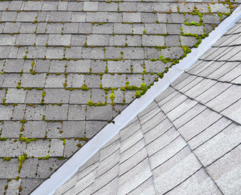 Moss on a shingle roof